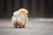 Funny fluffy pomeranian spitz dog standing outdoors, rear view