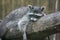 Funny fluffy raccoon lying on a wooden log. Close-up