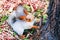 A funny fluffy red squirrel sits on the ground near a tree in an autumn park and holds a stick in its claws