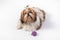 Funny fluffy Shih-tzu puppy girl