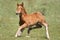 Funny foal