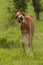 Funny foal on the meadow in springtime