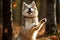 Funny forest scene Siberian Husky stands on hind legs, autumnal charm