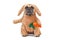 Funny French Bulldog dog dressed up as Easter bunny wearing a full body rabbit costume with fake arms holding a plush carrot, stud