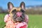 Funny French Bulldog dog wearing pink floral collar while licking nose on sunny spring day
