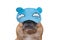 Funny French Bulldog dog wearing a sleeping mask with cartoon eyes on white background