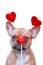 Funny French Bulldog dog wearing Valentine headband with hearts looking at red kiss lips photo prop in front of face isolated on w