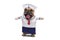 Funny French Bulldog dog yawning with mouth wide open while wearing funny sailor dog Halloween costume with fake arms and hat, iso
