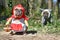 Funny  French Bulldog dogs dressed up with Halloween costume as fairytale character Little Red Riding Hood and Bad Wolf