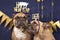 Funny French Bulldog dogs wearing golden party celebration headbands with words `Happy new year` and `cheers` in front of blue bac