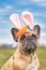 Funny French Bulldog dressed up as easter bunny wearing a fluffy light blue headband with rabbit ears dropping to side
