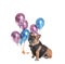 Funny French bulldog in elegant vest with balloons