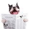 Funny french bulldog reading newspaper