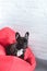 Funny Frenchie dog sitting on red