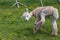 Funny freshly shorn beige female alpaca turning with surprised expression while lifting her hind leg