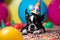 Funny and friendly boston terrier wearing a brithday party hat in studio, on a vibrant, colorful background. Generative