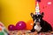 Funny and friendly boston terrier wearing a brithday party hat in studio, on a vibrant, colorful background. Generative