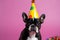 Funny and friendly boston terrier wearing a brithday party hat in studio, on a vibrant, colorful background. Generative