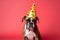 Funny and friendly cute boxer wearing a brithday party hat in studio, on a vibrant, colorful background. Generative AI