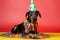 Funny, friendly and cute Doberman Pinscher wearing a birthday party hat in studio, on a vibrant, colorful background
