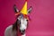 Funny and friendly cute donkey or mule wearing a brithday party hat in studio, on a vibrant, colorful background. Generative AI