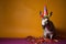 Funny and friendly cute donkey or mule wearing a brithday party hat in studio, on a vibrant, colorful background. Generative AI