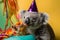 Funny and friendly cute koala wearing a brithday party hat in studio, on a vibrant, colorful background. Generative AI