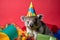 Funny and friendly cute koala wearing a brithday party hat in studio, on a vibrant, colorful background. Generative AI
