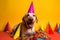 Funny and friendly cute Labrador Retriever wearing a birthday party hat in studio, on a vibrant, colorful background.