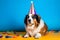 Funny and friendly cute Pembroke Welsh Corgi wearing a birthday party hat in studio, on a vibrant, colorful background.