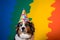 Funny and friendly cute Pembroke Welsh Corgi wearing a birthday party hat in studio, on a vibrant, colorful background.