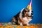 Funny and friendly cute Pembroke Welsh Corgi wearing a birthday party hat in studio, on a vibrant, colorful background.