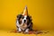 Funny and friendly cute Pembroke Welsh Corgi wearing a birthday party hat in studio, on a vibrant, colorful background.