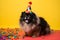 Funny and friendly cute Pomeranian wearing a birthday party hat in studio, on a vibrant, colorful background. Generative AI