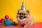 Funny and friendly cute Pomeranian wearing a birthday party hat in studio, on a vibrant, colorful background. Generative AI