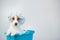 Funny friendly dog jack russell terrier takes a bath with foam in a shower cap on a white background. Copy space