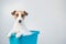 Funny friendly dog jack russell terrier takes a bath with foam on a white background