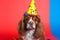 Funny and friendly King Charles Spaniel wearing a brithday party hat in studio, on a vibrant, colorful background.