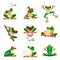 Funny frogs in various poses. Amphibian croaking, jumping, hunting, catching fly, smiling. Exotic tropical red-eyed tree