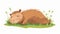 Funny funny capybara sleeping in nature. A sweet lazy capybara animal relaxing, resting in peace, chilling, lying on