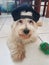 funny, furry dog â€‹â€‹wearing a cap