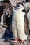 Funny furry gentoo penguin chick standing in front with his flock in the background, Burrientos Island, Antarctic