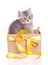Funny furry gray kitten in a box set