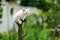 Funny furry grey kitten cat on tree ready to jump