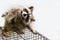 Funny and furry raccoon sitting on a cage