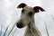 Funny galgo head portrait