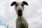 Funny galgo head portrait