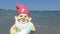 Funny garden gnome with floating ring seaside