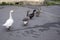 Funny geese family and duck walk in single file