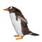 Funny Gentoo penguin isolated at white background, Beagle Channel in Patagonia